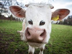 Aneh atau Kocak? Ketika Hewan Punya Mata di Depan