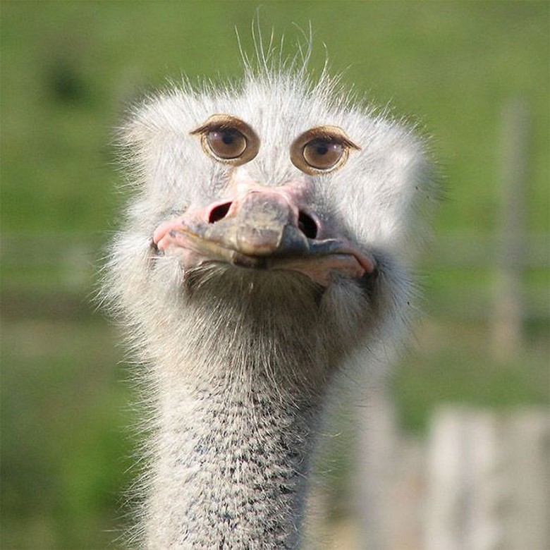 Aneh Atau Kocak Ketika Hewan Punya Mata Di Depan Foto 9