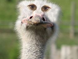 Aneh atau Kocak? Ketika Hewan Punya Mata di Depan