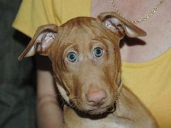 Aneh atau Kocak? Ketika Hewan Punya Mata di Depan