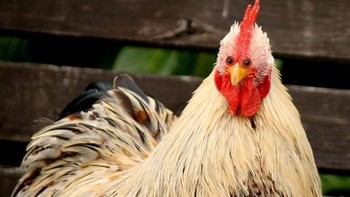 Kalau ayam punya dua mata didepan bagaimana menurut kamu? Foto: sadanduseles