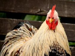 Aneh atau Kocak? Ketika Hewan Punya Mata di Depan