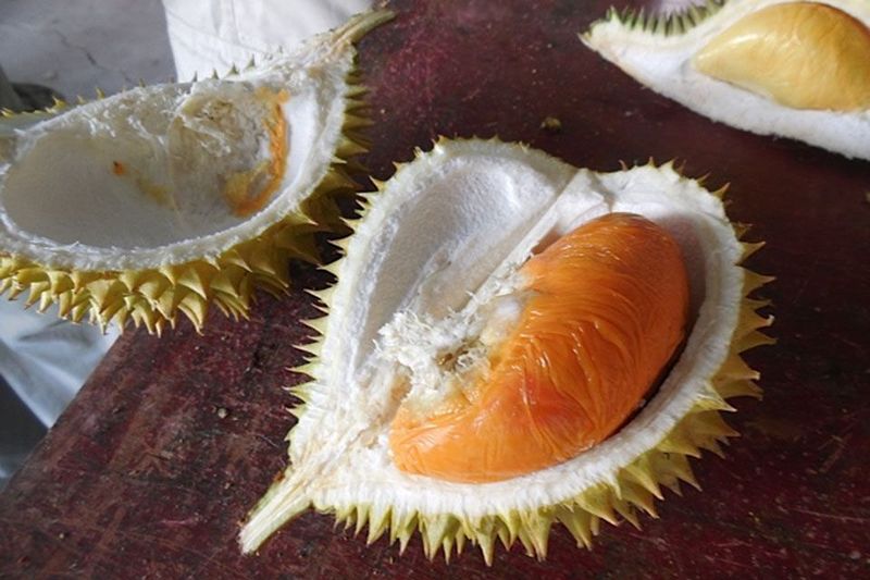 Durian black thorn