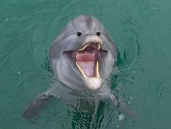 Aneh atau Kocak? Ketika Hewan Punya Mata di Depan