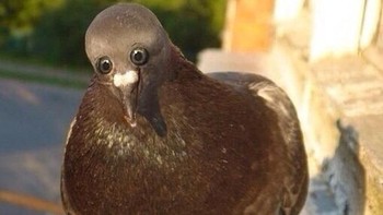 Bagaimana dengan burung dara dengan mata di depan. Foto: sadanduseles
