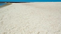Selain itu, predator kerang di sini jumlahnya minim, sehingga perkembangbiakannya jauh dari gangguan. Dan ini telah terjadi selama ribuan tahun. (iStock)