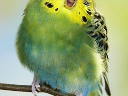 Aneh atau Kocak? Ketika Hewan Punya Mata di Depan