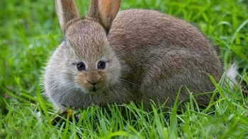 Kelinci kalau mata di depan imut apa aneh? Foto: sadanduseles