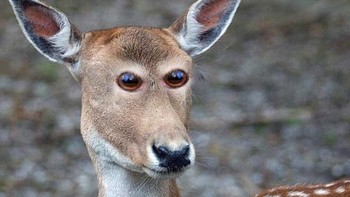 Rusa tutul dengan mata di depan. Foto: sadanduseles