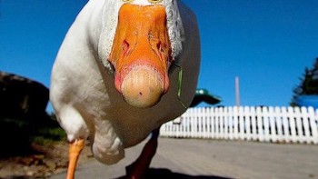 Bebek dengan mata di depan. Foto: sadanduseles
