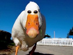 Aneh atau Kocak? Ketika Hewan Punya Mata di Depan