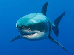 Aneh atau Kocak? Ketika Hewan Punya Mata di Depan