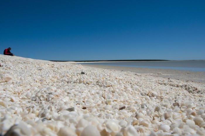 Shell Beach di Denham