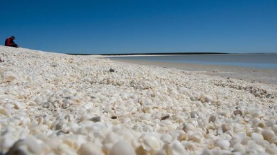 Potret Pantai Australia yang Pasirnya Dipenuhi Kerang