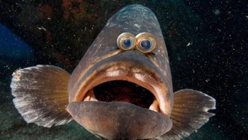 Kocak ya melihat ikan ini punya dua mata di depan. Foto: sadanduseles
