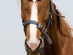 Aneh atau Kocak? Ketika Hewan Punya Mata di Depan