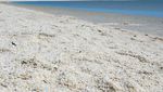 Foto: Pantai yang Berpasir Cangkang Kerang