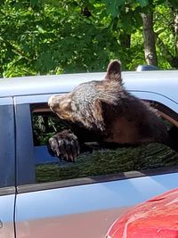 (Chad Morris/Facebook)