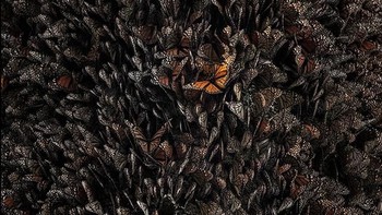 Karya Lakshitha Karunarathna yang menjadi di kategori finalis Winged Life.  Foto: bigpicturecompetition