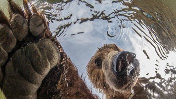 Juara di kategori Terrestrial Wildlife diraih oleh Mike Korostelev dari Rusia. Dia memotret beruang yang dilihat dari dalam air. Foto: bigpicturecompetition