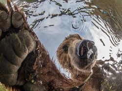Karya Jawara BigPicture: Natural World Photography Bikin Takjub