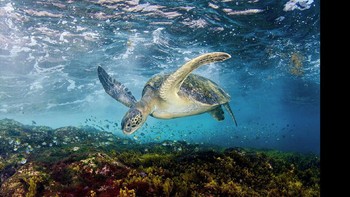 Karya Steven Kovacs yang menjadi finalis di kategori Aquatic Life. Foto: bigpicturecompetition