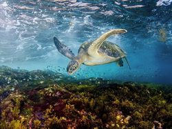 Karya Jawara BigPicture: Natural World Photography Bikin Takjub