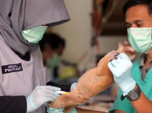 Muka, Kukang Jawa Selundupan Mati Ditembus Peluru Senapan
