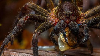 Karya Javier Aznar Gonzalez de Rueda yang menjadi finalis di kategori Terrestrial Wildlife. Foto: bigpicturecompetition