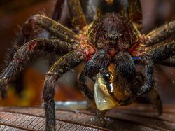 Karya Jawara BigPicture: Natural World Photography Bikin Takjub