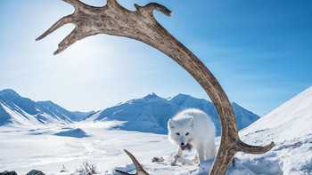 Pemenang penghargaan 2019 Photo Story diraih Peter Mather dari Kanada.  Foto: bigpicturecompetition