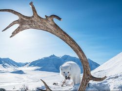 Karya Jawara BigPicture: Natural World Photography Bikin Takjub