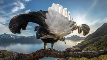 Grand Prize diraih oleh Audin Rikardsen dari Norwegia yang menampilkan aksi burung grouse hitam. Foto: bigpicturecompetition