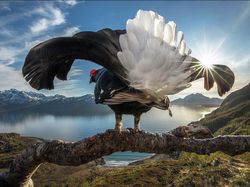 Karya Jawara BigPicture: Natural World Photography Bikin Takjub
