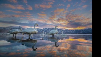 Karya Lakshitja Karunarathna yang menjadi di kategori finalis Winged Life.  Foto: bigpicturecompetition