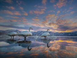 Karya Jawara BigPicture: Natural World Photography Bikin Takjub