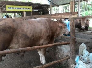 5 Sapi Gunungkidul Positif Antraks, Pemkab Wonogiri Awasi Perbatasan