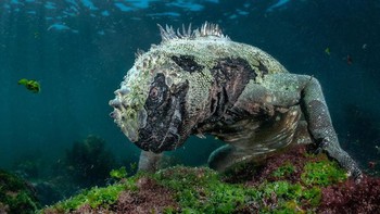 Juara di kategori Aquatic Life diraih Pier Mane dari Afrika Selatan yang menampilkan Naga Air. Foto: bigpicturecompetition