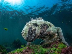 Karya Jawara BigPicture: Natural World Photography Bikin Takjub