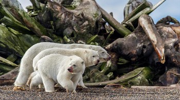 Karya Daniel Dietrich yang menjadi finalis di kategori Terrestrial Wildlife. Foto: bigpicturecompetition