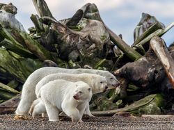 Karya Jawara BigPicture: Natural World Photography Bikin Takjub