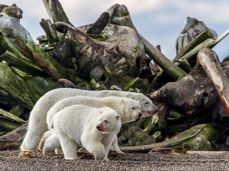 Karya Jawara BigPicture: Natural World Photography Bikin Takjub