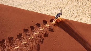 Karya Buddy Eleazer yang menjadi finalis di kategori Terrestrial Wildlife. Foto: bigpicturecompetition