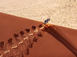 Karya Jawara BigPicture: Natural World Photography Bikin Takjub