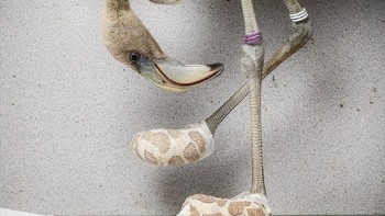 Karya dari Julianadrop yang menjadi finalis di kategori Human/Nature. Foto: bigpicturecompetition