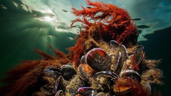 Karya Filip Staes dari Belanda yang menjadi finalis kategori Landscapes, Waterscapes dan Flora. Foto: bigpicturecompetition