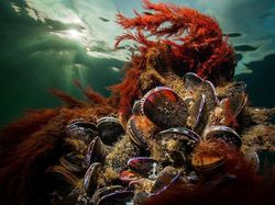 Karya Jawara BigPicture: Natural World Photography Bikin Takjub