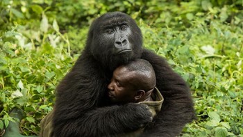 Juara di kategori Human/Nature diraih James Gifford dari Botswana. Dia memotret gorila yang berpelukan dengan petugas di Senkwekwe Center, Virunga National Park, Congo. Foto: bigpicturecompetition