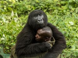 Karya Jawara BigPicture: Natural World Photography Bikin Takjub