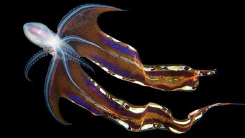 Karya Jinggong Zhang yang menjadi finalis kategori Aquatic Life. Foto: bigpicturecompetition